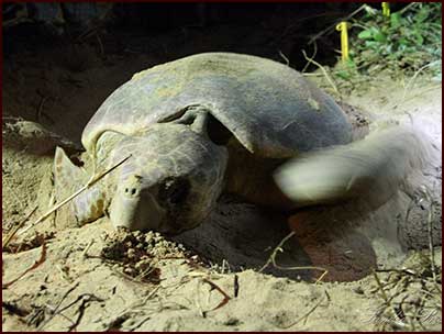 Mon Repos Conservation Park Mon Repos Conservation Park